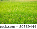 Thai jasmine rice field in south of Thailand 80589444