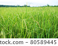 Thai jasmine rice field in south of Thailand 80589445