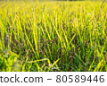 Riceberry rice in field 80589446