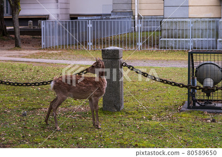 奈良公園的鹿 奈良公園的鹿 80589650