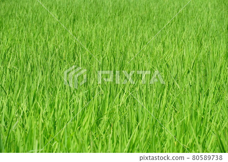 Summer rice field 80589738