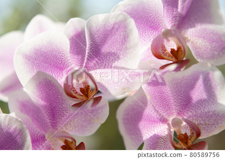 pink orchid flowers of phalaenopsis orchidaceae moth orchids macro, phalaenopsis pink orchid flowers of phalaenopsis orchidaceae moth orchids macro, phalaenopsis 80589756