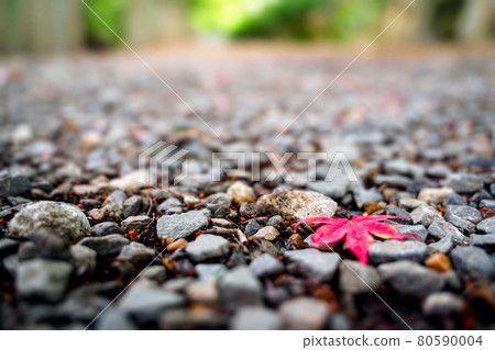 A maple leaf on the road A maple leaf on the road 80590004