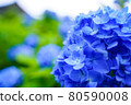 Close view of blue hydrangea 80590008