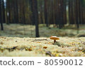 Mushrooms growing in the forest 80590012