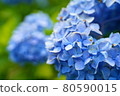 Blue hydrangea in full bloom 80590015