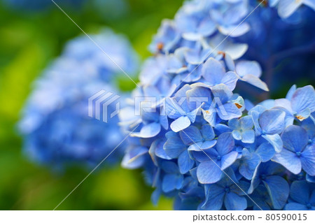 Blue hydrangea in full bloom Blue hydrangea in full bloom 80590015