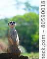 Meerkat who cares about this 80590018