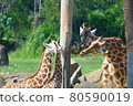 Giraffe parent and child meal 80590019