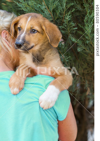 Small shelter puppy 80590384