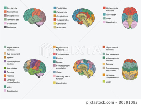Human brain anatomy 80591082