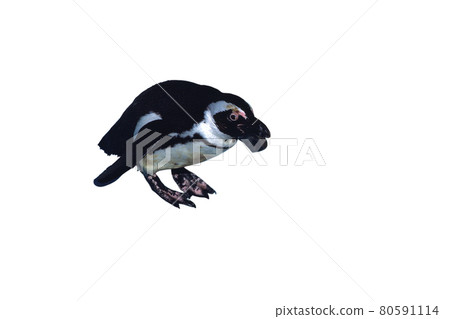 企鵝洪堡企鵝白色背景 80591114