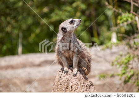 Meerkat guard looks towards the sky Meerkat guard looks towards the sky 80591203