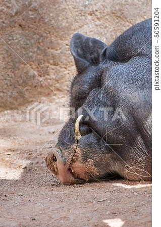 pot belly pig sleeping, head with tusks on ground pot belly pig sleeping, head with tusks on ground 80591204