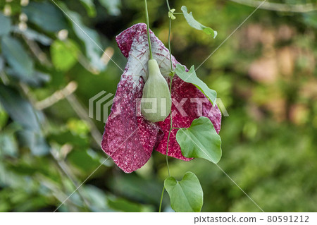 giant dutchmans pipe, lat aristolochia gigantea giant dutchmans pipe, lat aristolochia gigantea 80591212