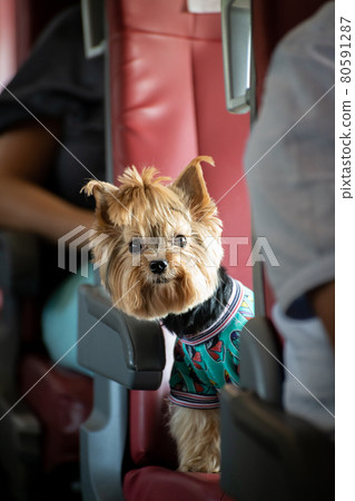 Yorkshire Terrier rides a train sitting on a seat 80591287