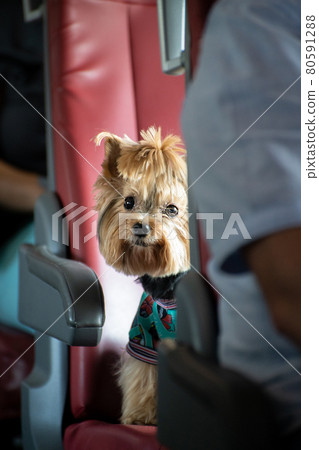 Yorkshire Terrier rides a train sitting on a seat 80591288
