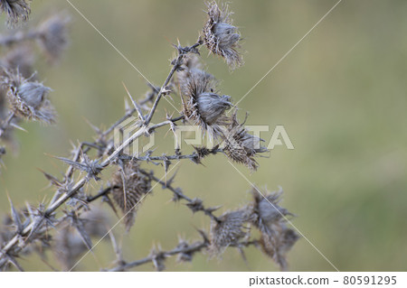 Dried tartar on a sunny day in summer Dried tartar on a sunny day in summer 80591295
