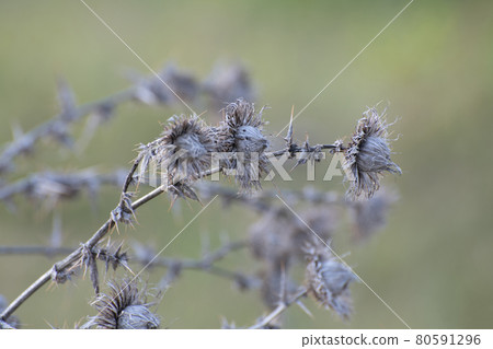Dried tartar on a sunny day in summer Dried tartar on a sunny day in summer 80591296