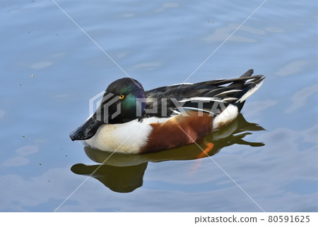Northern shoveler swimming 80591625