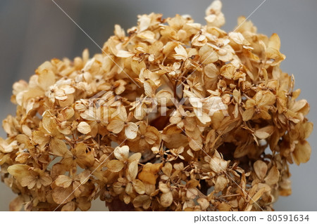 Withe hydrangea Withe hydrangea 80591634