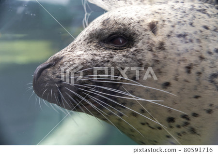 Aquarium scenery up harbor seal, Tsuruoka City, Yamagata Prefecture 80591716