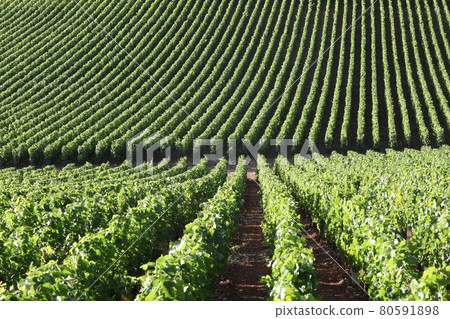 Vineyard in Burgundy in France Vineyard in Burgundy in France 80591898