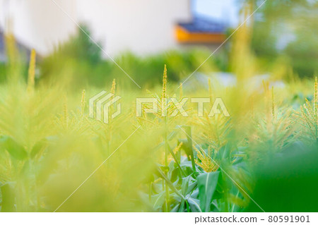 Male flower of summer corn [Nagano Prefecture] 80591901