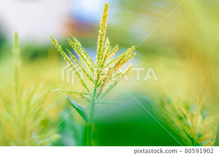 夏玉米的雄花[長野縣] 80591902