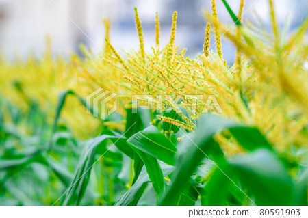 夏玉米的雄花[長野縣] 80591903