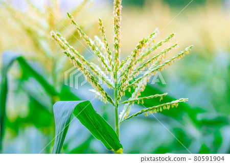 夏玉米的雄花[長野縣] 80591904