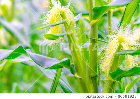 Female flower of summer corn [Nagano Prefecture] 80591925