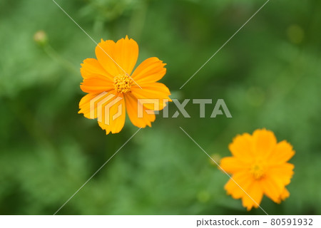  黃波斯菊 80591932