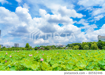 東京的夏天 雨季過後的第一天 上野御史公園 忍池蓮花 80592446