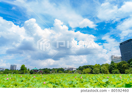 東京的夏天 雨季過後的第一天 上野御史公園 忍池蓮花 80592460