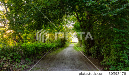 Pathway in the Rainforest at Robert Point. 80592476