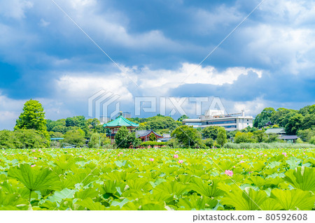 東京的夏天 雨季過後的第一天 上野御史公園 忍池蓮花 80592608