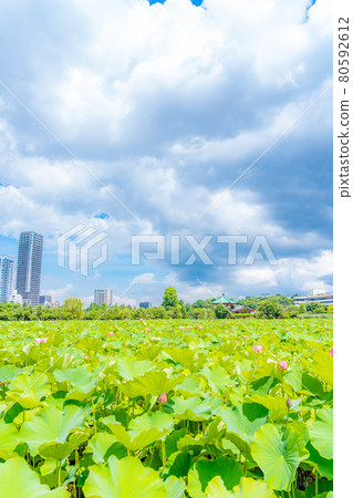 Summer in Tokyo First day after the rainy season Ueno Onshi Park Shinobazu Pond Lotus 80592612