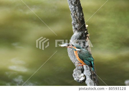 Kingfishes while eating 80593128