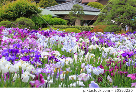 Horikiri Gion五顏六色的花蕾 80593220