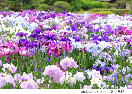 Horikiri Gion五顏六色的花蕾 80593221