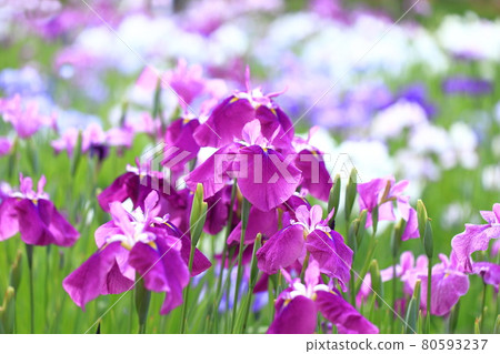 Horikiri Gion五顏六色的花蕾 80593237