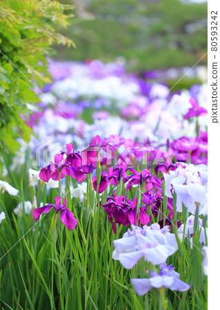 Horikiri Gion五顏六色的花蕾 80593242