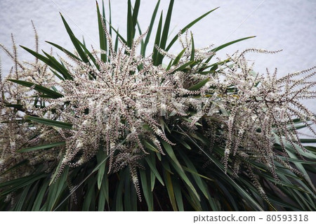 新西蘭白菜樹花開始綻放 80593318