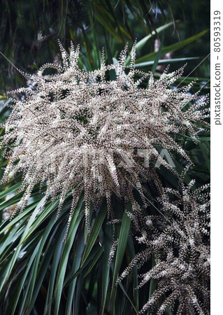 新西蘭白菜樹花開始綻放 80593319