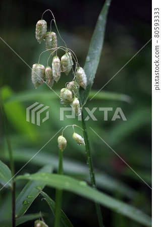 野草，雨後盛開的大花 80593333