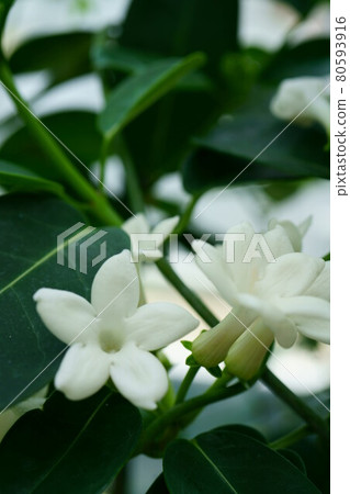 2004 Madagascar Jasmine 80593916