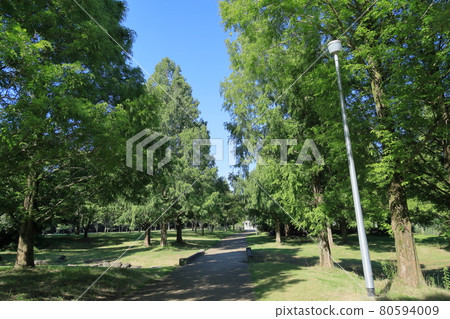 夏季公園 80594009