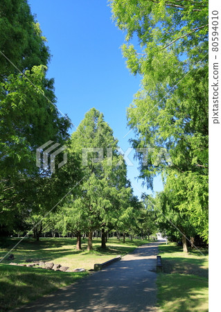 夏季公園 夏季公園 80594010