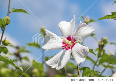 Mukugawa no Hana 80594054